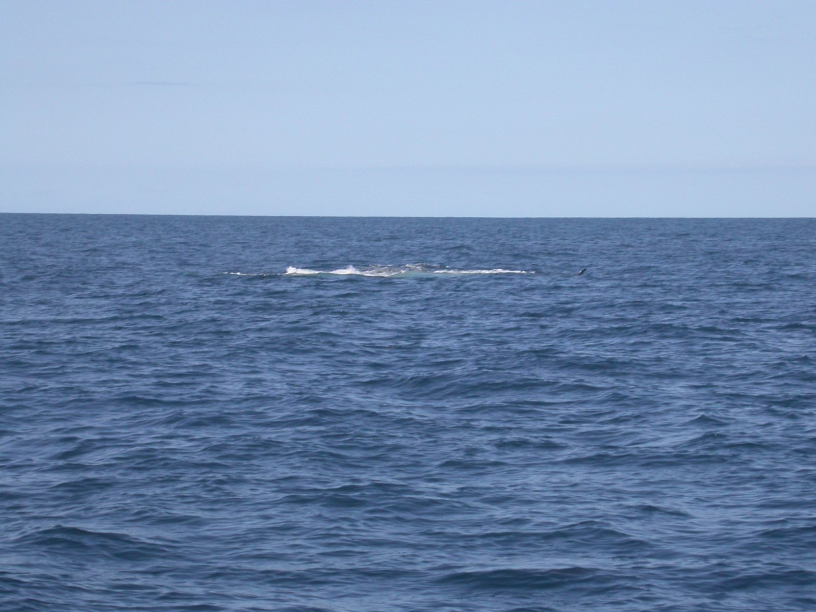 Baleia-de-bryde